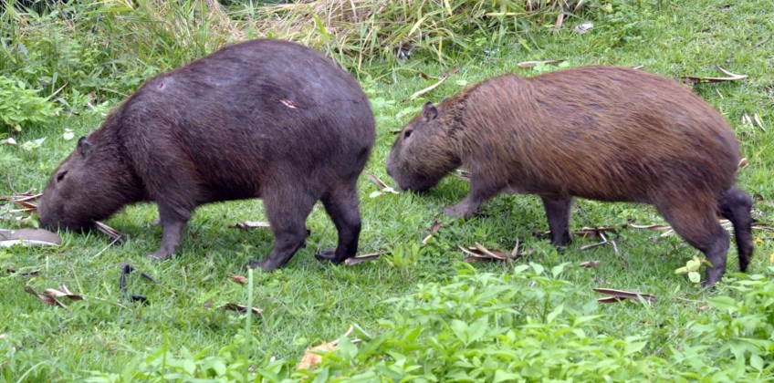 Barra Mansa celebra o Dia Internacional da Capivara